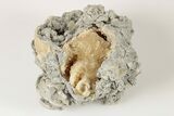 Partial Crystal Filled Fossil Gastropod In Rock - Ruck's Pit, Florida #191779-1